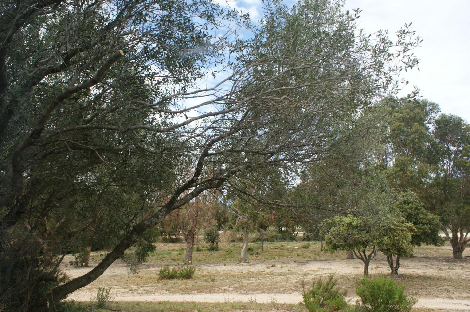 Belle Location Sur Lumio Avec Vue Remarquable Et Jardin Villa Bagian luar foto